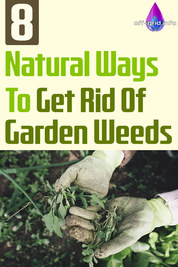 8 Natural Ways To Get Rid Of Garden Weeds