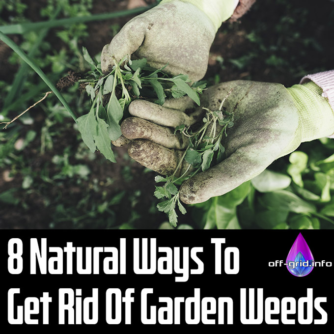 8 Natural Ways To Get Rid Of Garden Weeds 