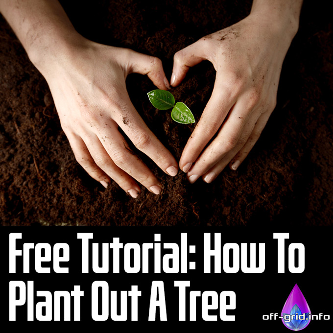 Free Tutorial – How To Plant Out A Tree