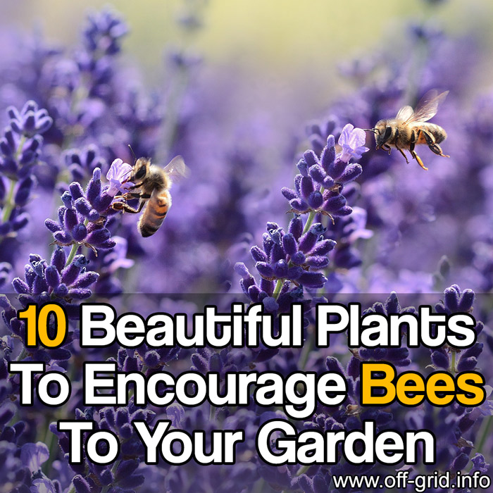 10 Beautiful Plants To Encourage Bees To Your Garden