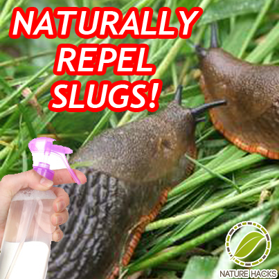 How To Get Rid Of Slugs Naturally