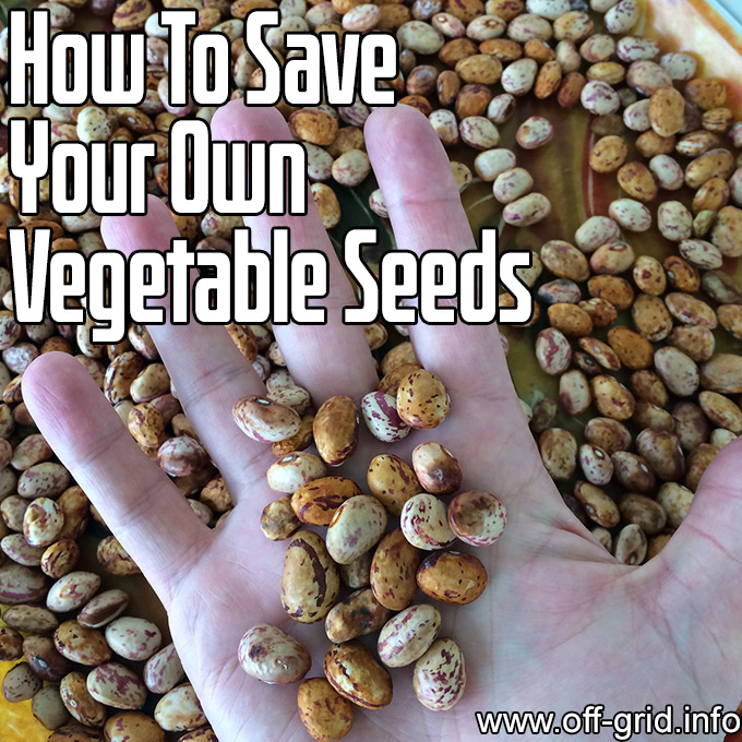 How To Save Your Own Vegetable Seeds