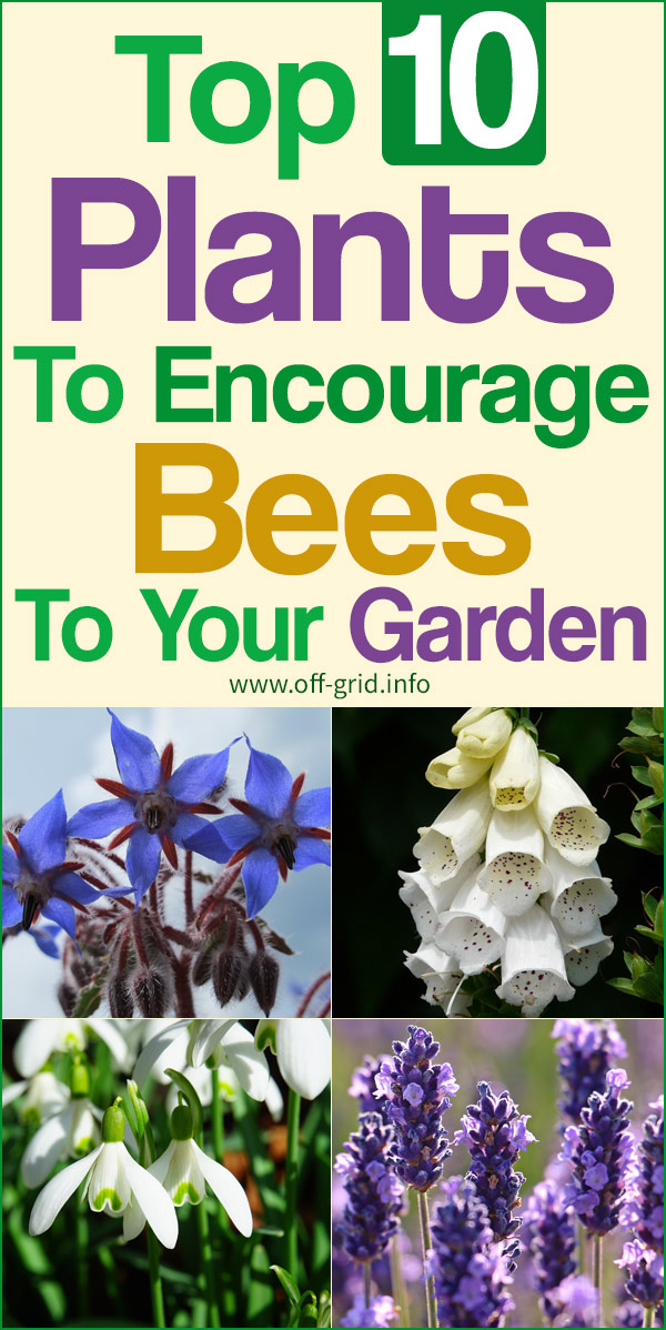 Top 10 Plants To Encourage Bees To Your Garden