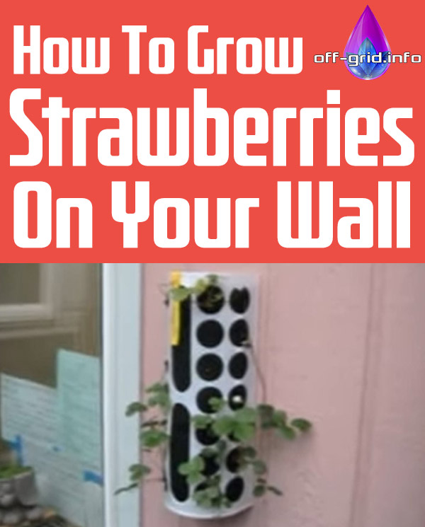 VIDEO How To Grow Strawberries On Your Wall 