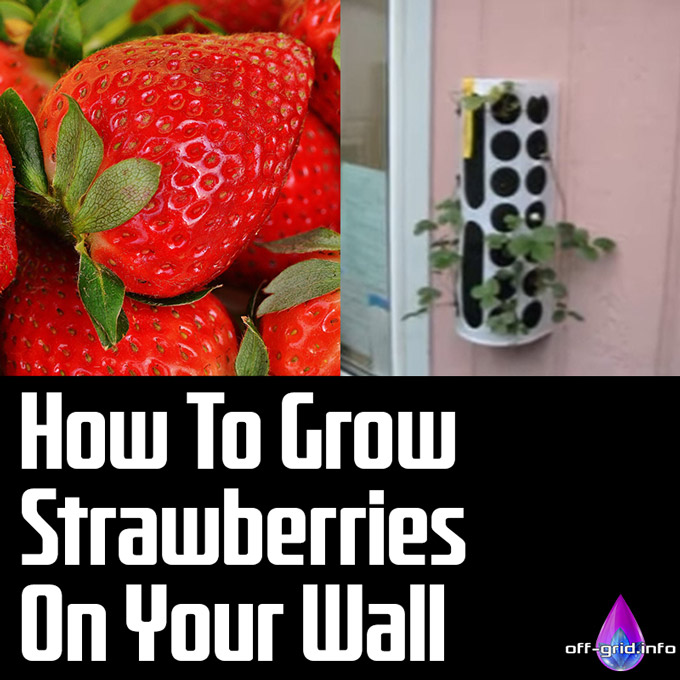 VIDEO How To Grow Strawberries On Your Wall
