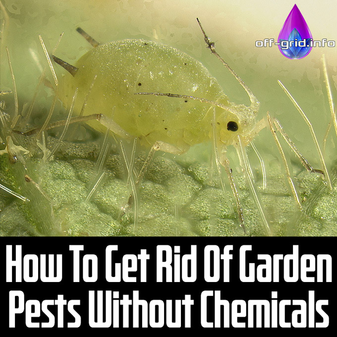 How To Get Rid Of Garden Pests Without Chemicals