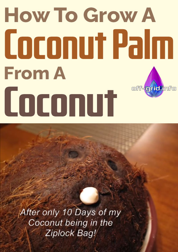How To Grow A Coconut Palm From A Coconut 