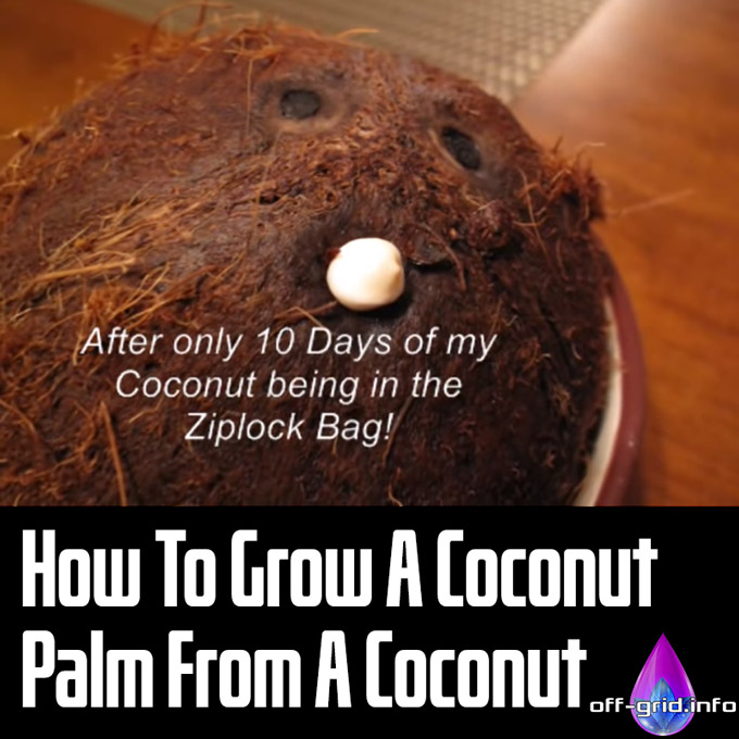 How To Grow A Coconut Palm From A Coconut
