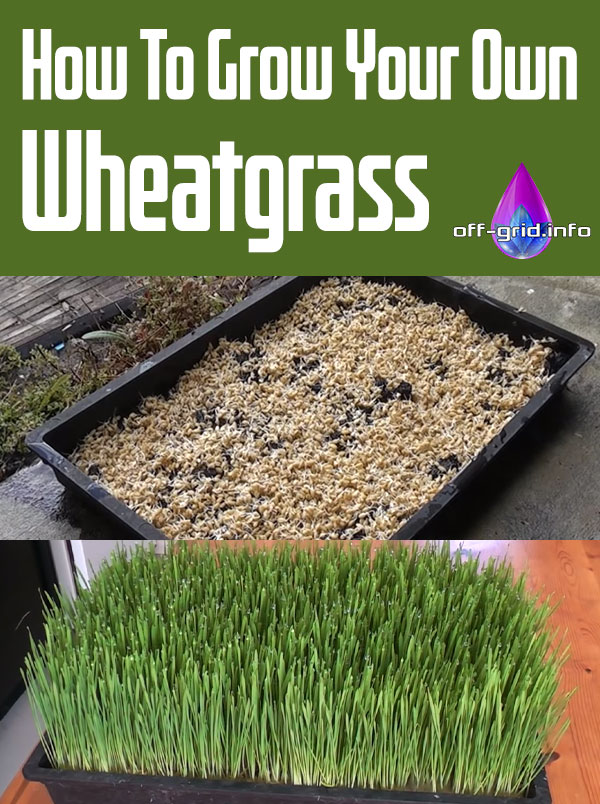 How To Grow Your Own Wheatgrass