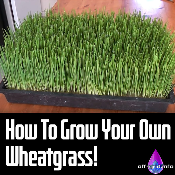 How To Grow Your Own Wheatgrass!