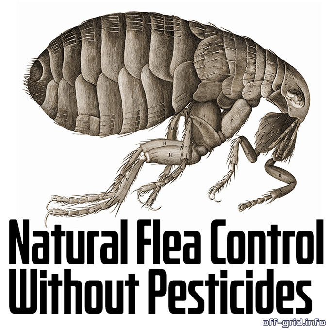 Natural Flea Control Without Pesticides