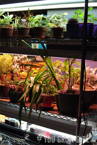 How To Build A Low-Cost DIY Plant Lighting System