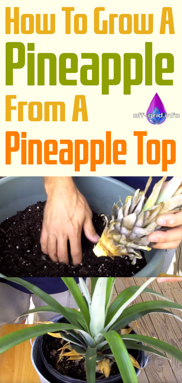 How To Grow A Pineapple From A Pineapple Top!