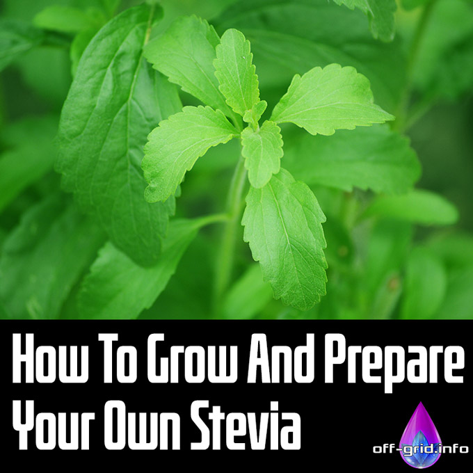 How To Grow And Prepare Your Own Stevia