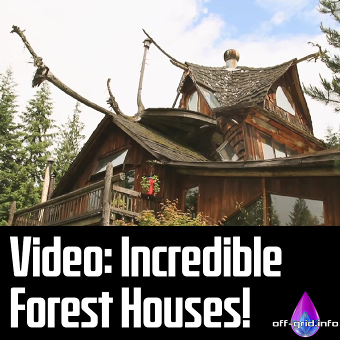 Video - Incredible Forest Houses!
