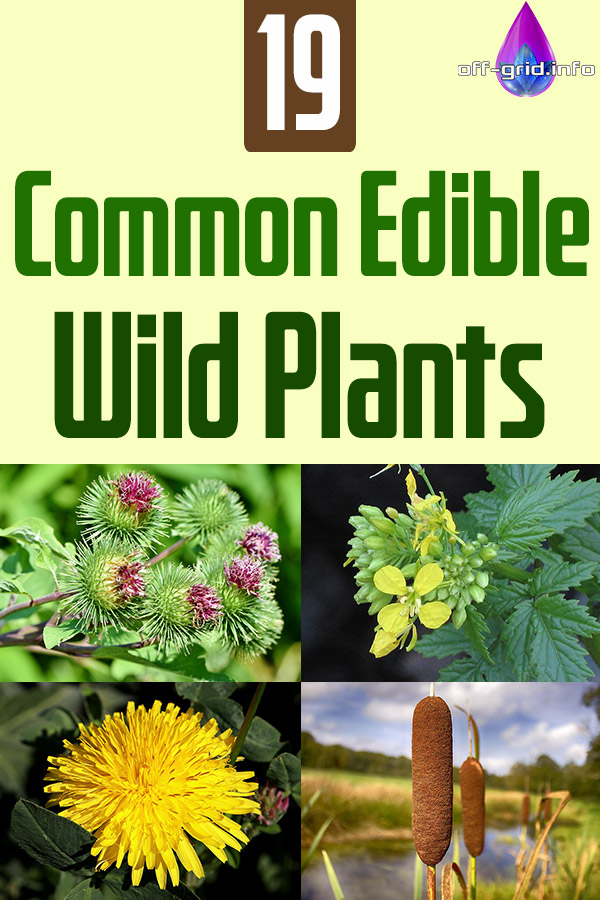 19 Common Edible Wild Plants