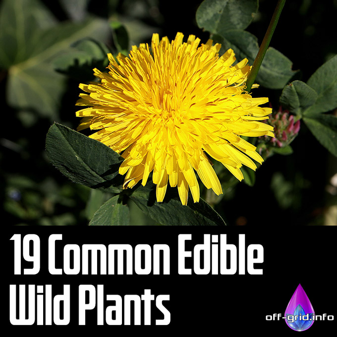 19 Common Edible Wild Plants