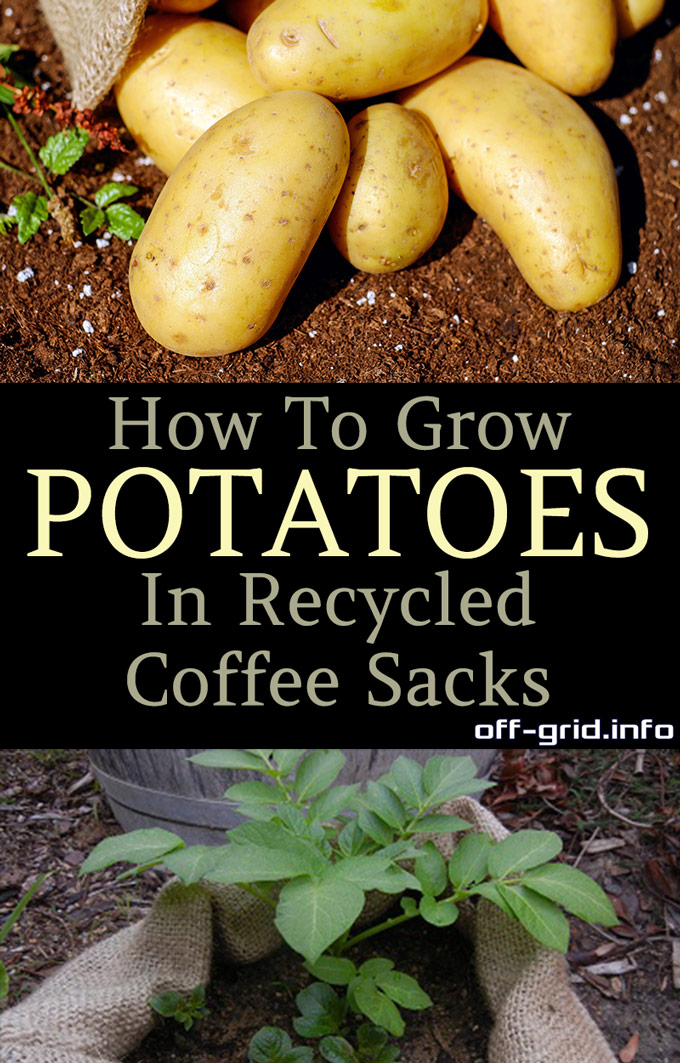 How To Grow Potatoes In Recycled Coffee Sacks!