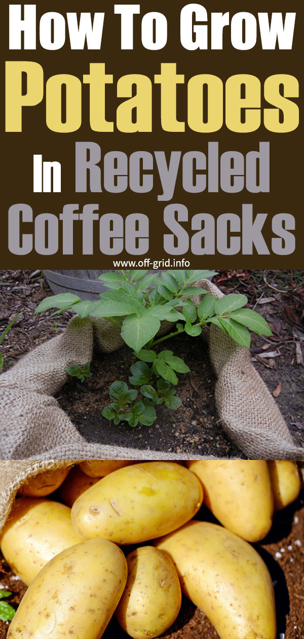 How to Grow Potatoes in Recycled Coffee Sacks