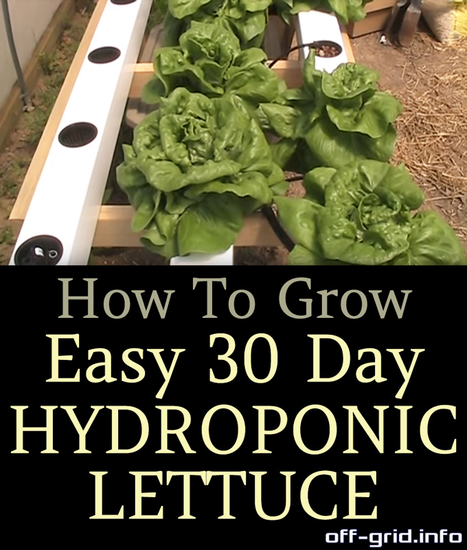 Easy 30 Day Hydroponic Lettuce!