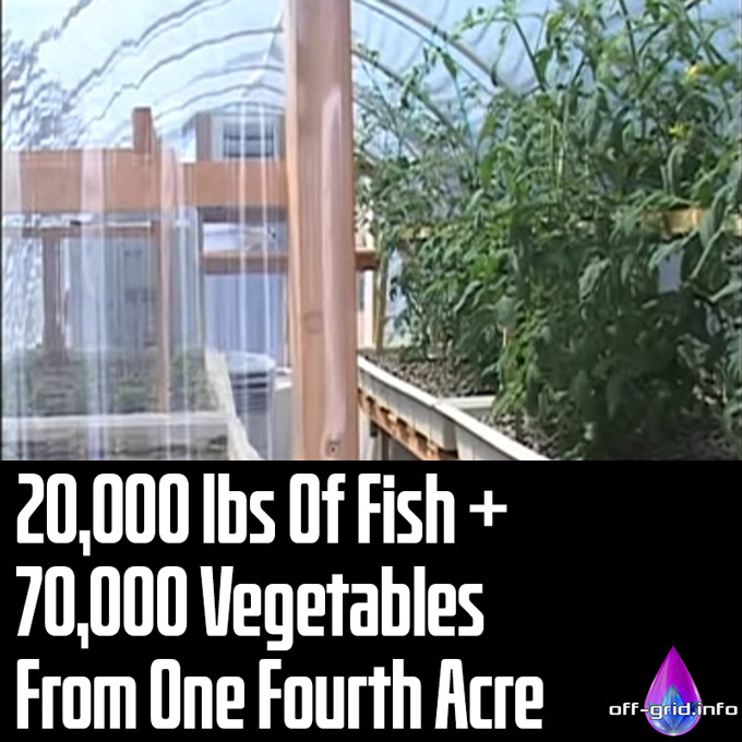 20,000 lbs Of Fish + 70,000 Vegetables From 1/4 Acre