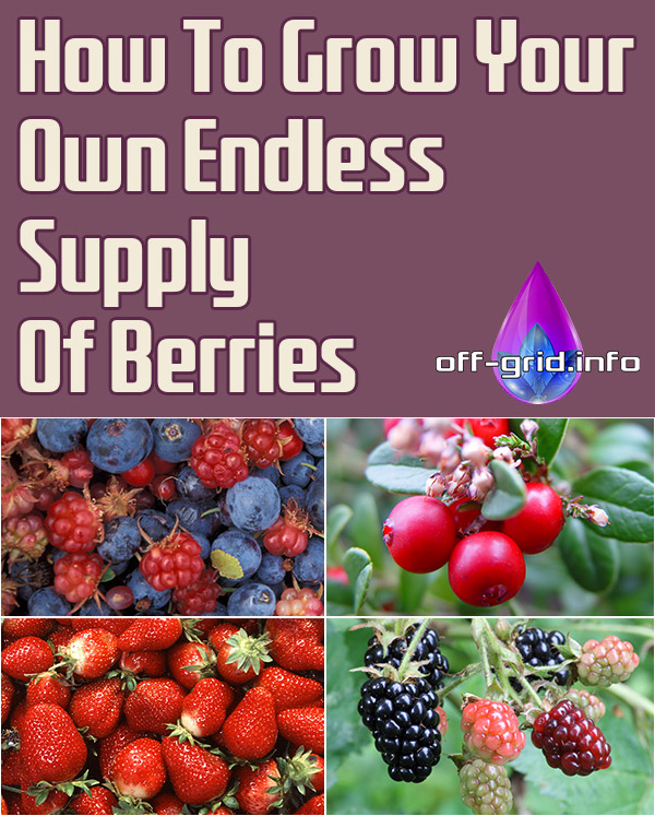 How To Grow Your Own Endless Supply Of Berries