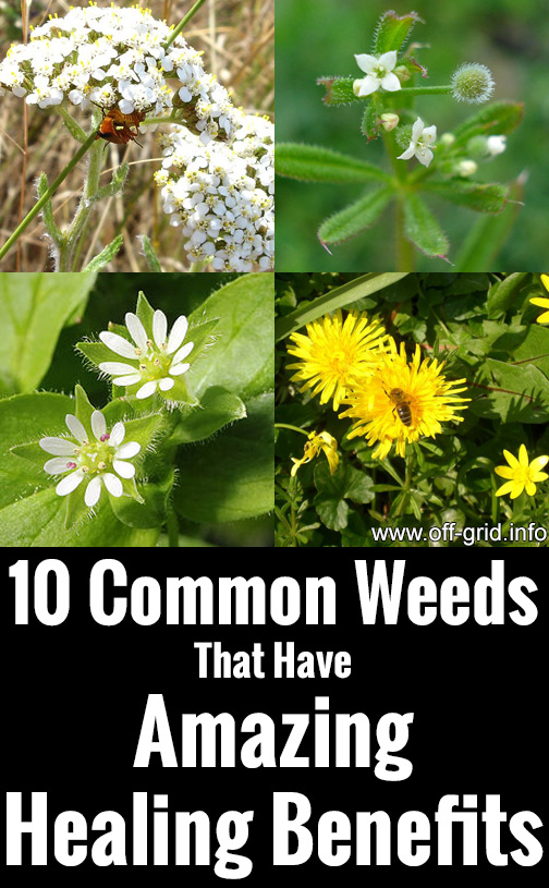 10 Common Weeds That Have Amazing Healing Benefits