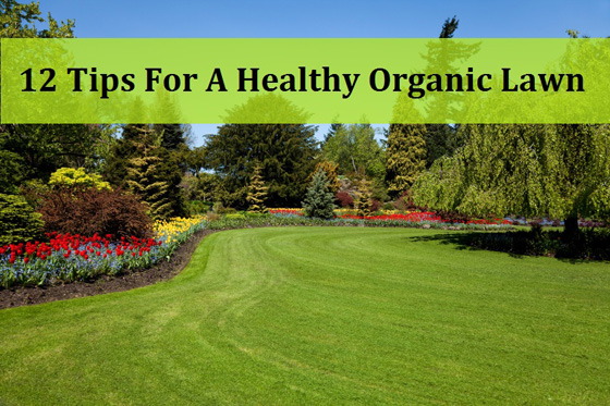 12 Tips For A Healthy Organic Lawn