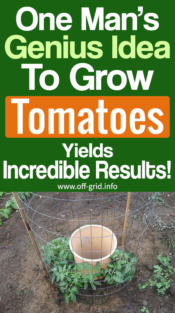 One Man’s Genius Idea To Grow Tomatoes Yields Incredible Results