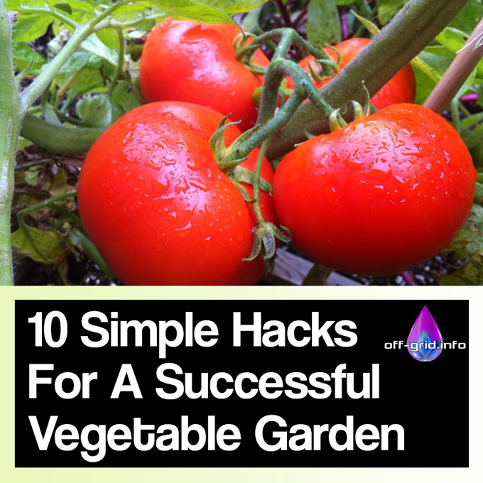 10 Simple Gardening Hacks For A Successful Vegetable Garden