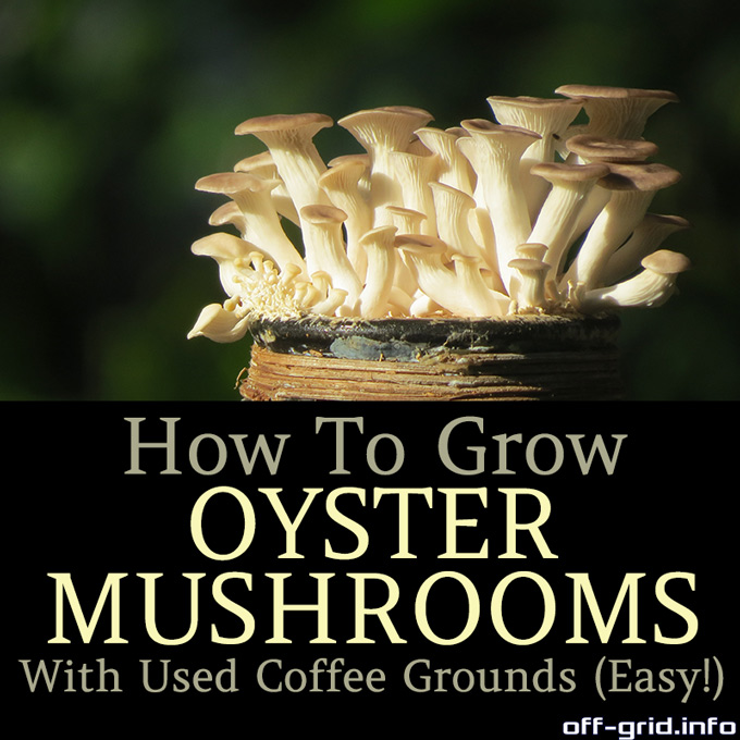 How To Grow Oyster Mushrooms With Used Coffee Grounds – Cheap And Easy