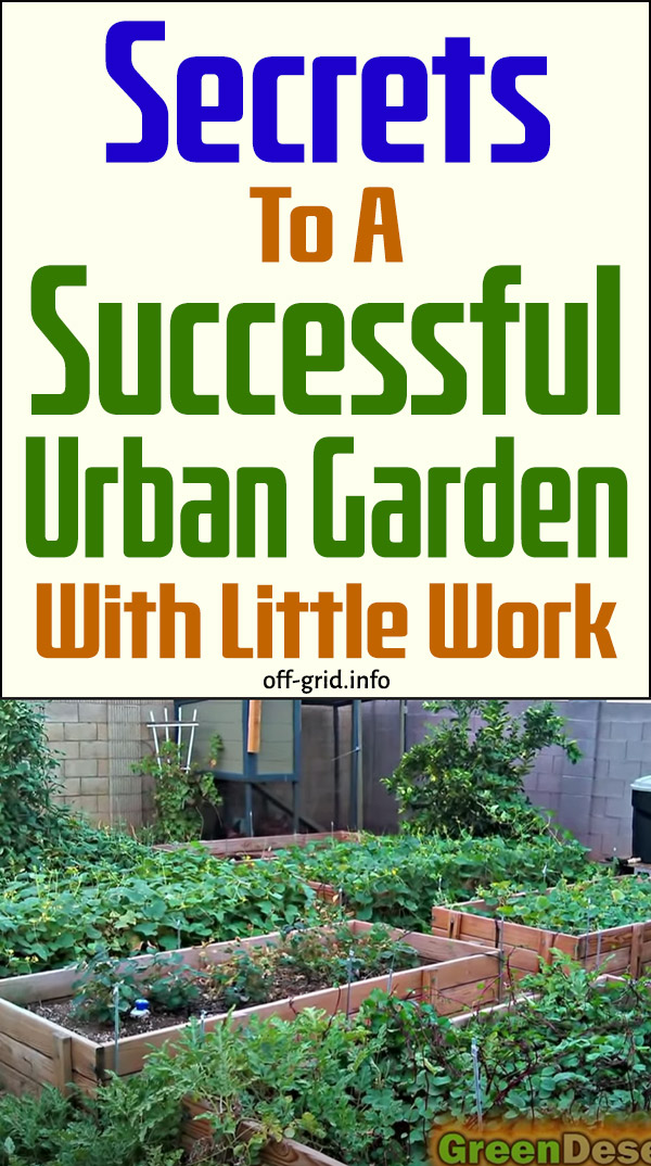 Secrets To A Successful Urban Garden With Little Work