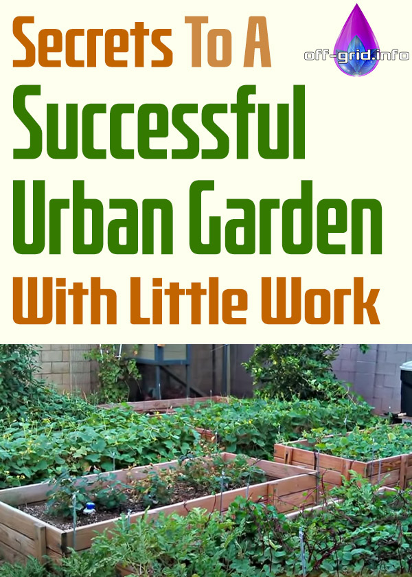 Secrets To A Successful Urban Garden With Little Work 