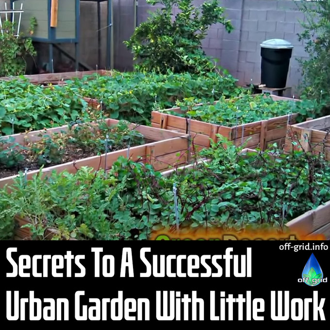 Secrets To A Successful Urban Garden With Little Work