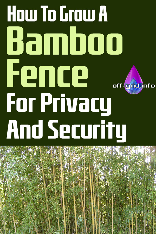 How To Grow A Bamboo Fence For Privacy And Security