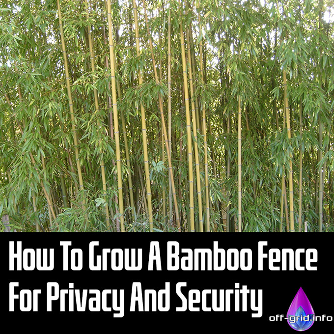 How To Grow A Bamboo Fence For Privacy And Security
