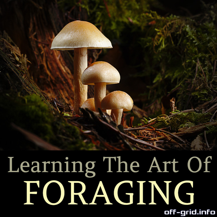 Learning the Art of Foraging