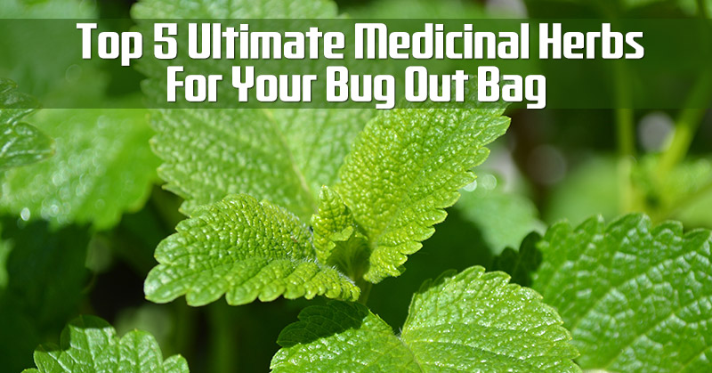 The Top 5 Ultimate Medicinal Herbs For Your Bug Out Bag