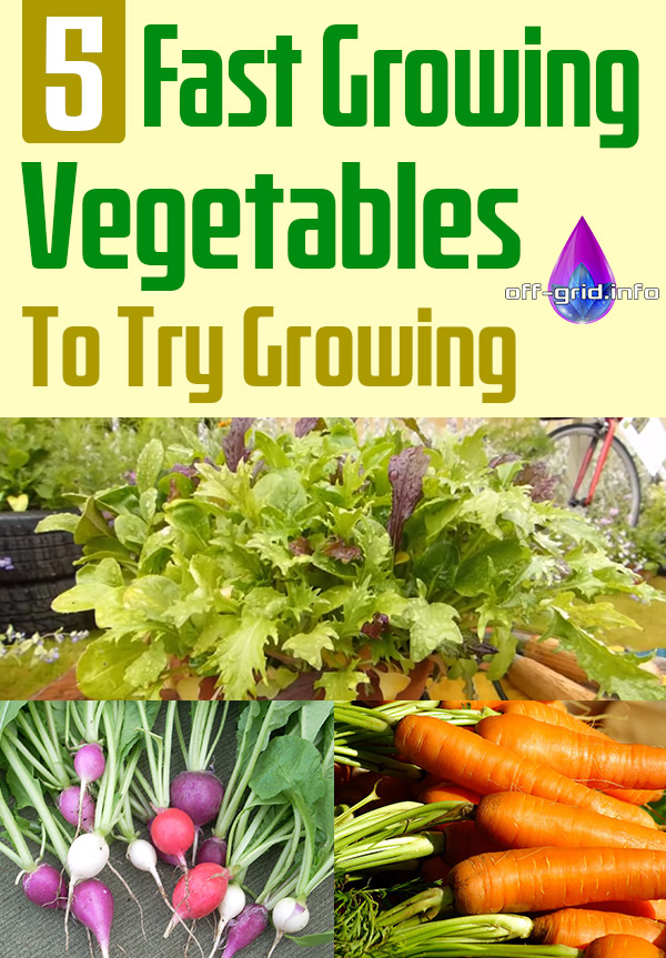 5 Fast Growing Vegetables To Try Growing