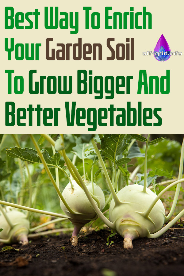 Best Way To Enrich Your Garden Soil To Grow Bigger And Better Vegetables 