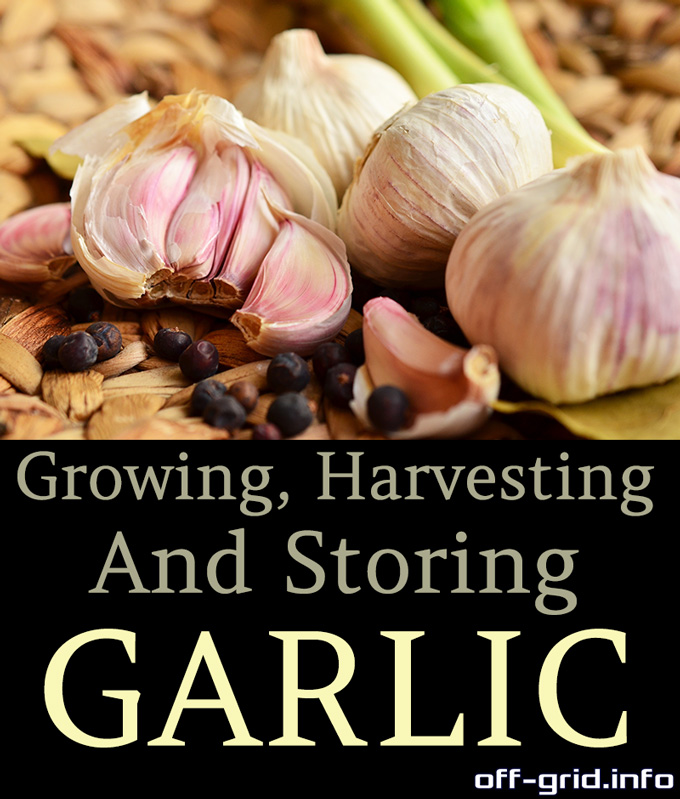 Growing, Harvesting, And Storing Garlic