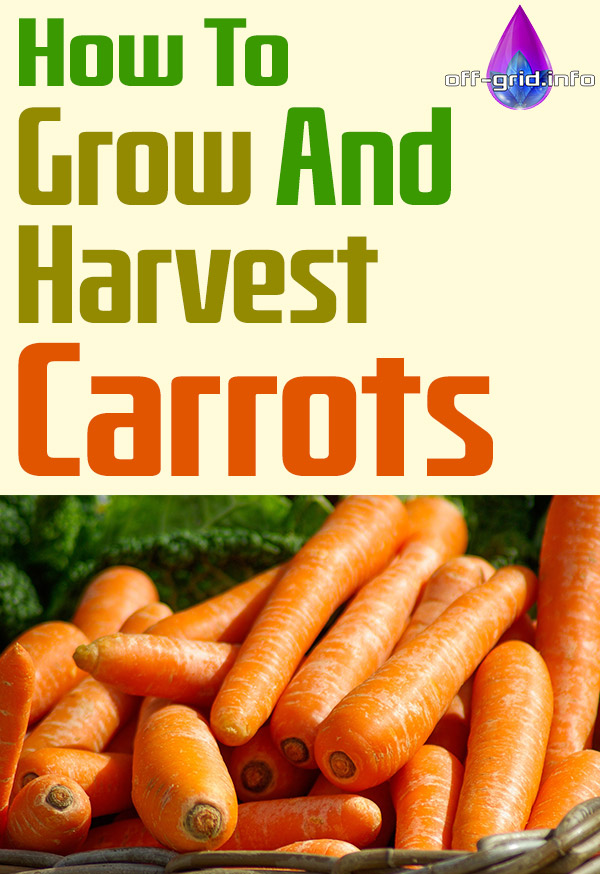 How To Grow And Harvest Carrots