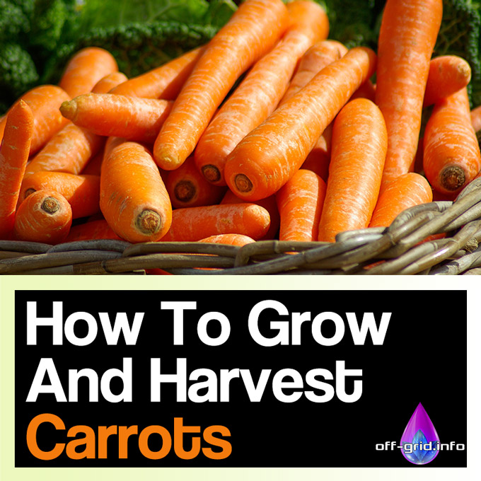 How To Grow And Harvest Carrots