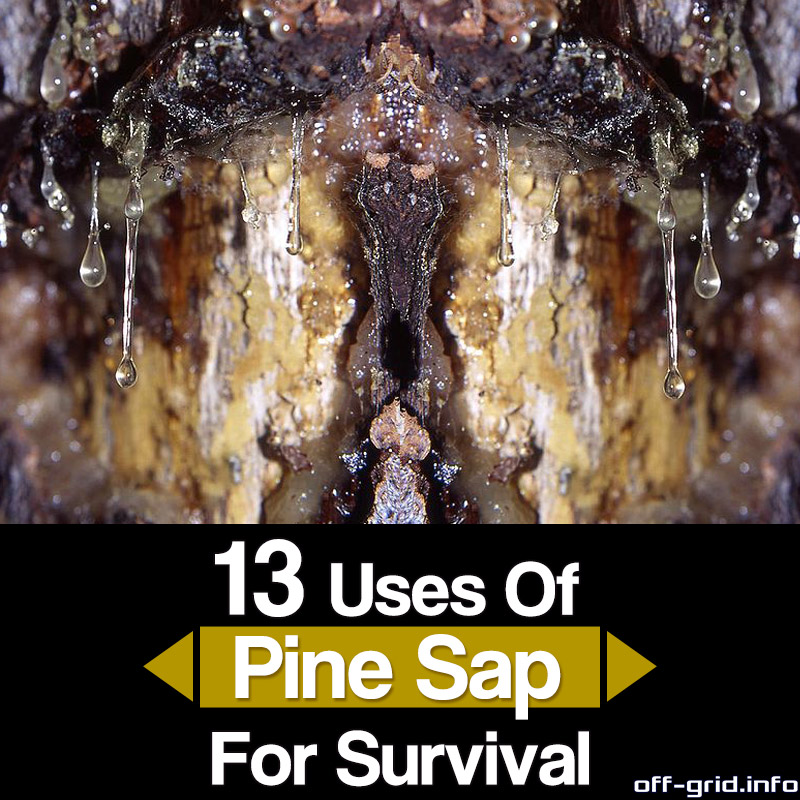 13 Uses Of Sticky Pine Sap For Survival