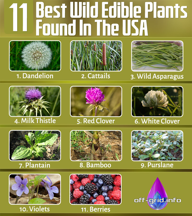 11 Best Wild Edible Plants Found In The USA