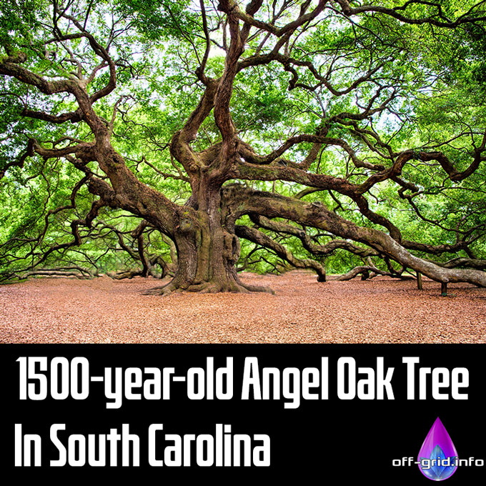 1500-Year-Old Angel Oak Tree In South Carolina