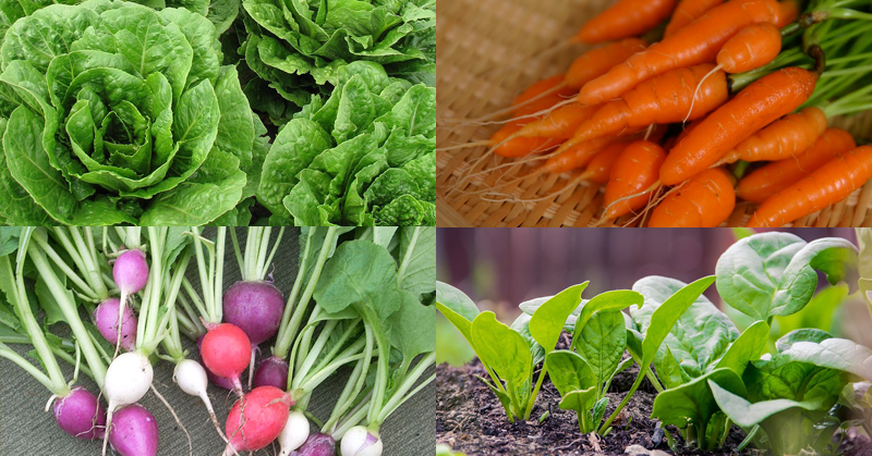 8 Insanely Fast Vegetables You Can Harvest In One Month - Off-Grid