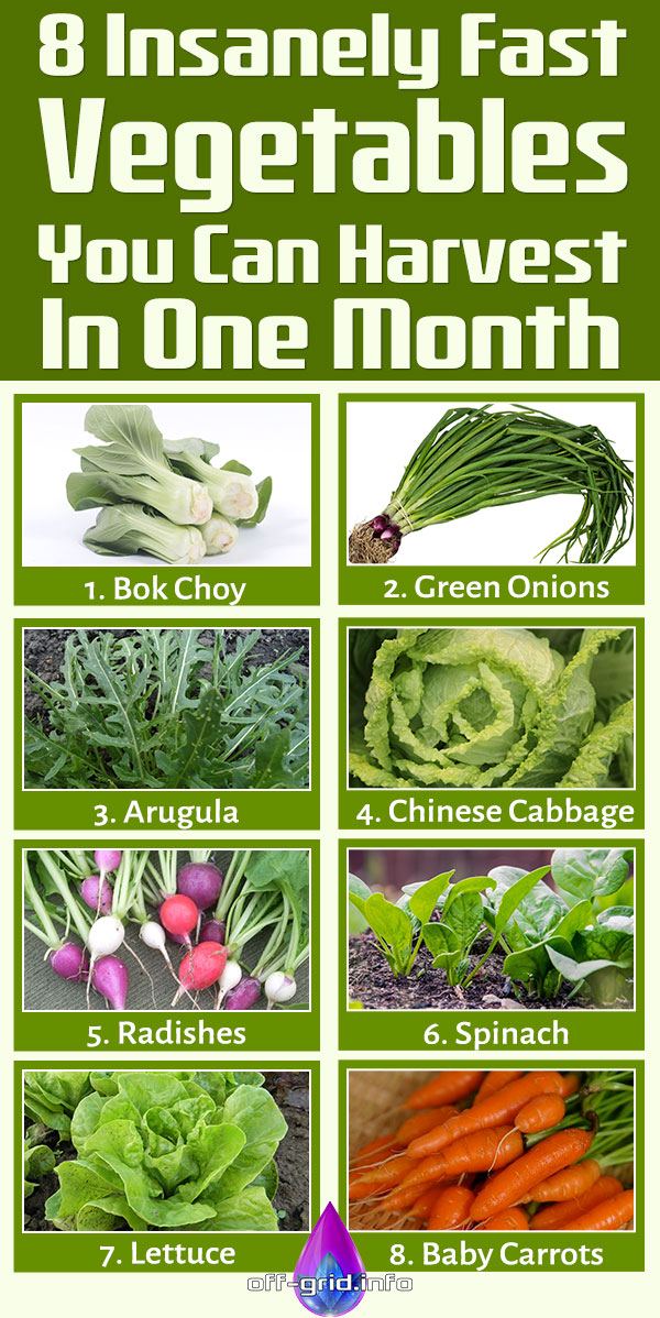 8 Insanely Fast Vegetables You Can Harvest In One Month