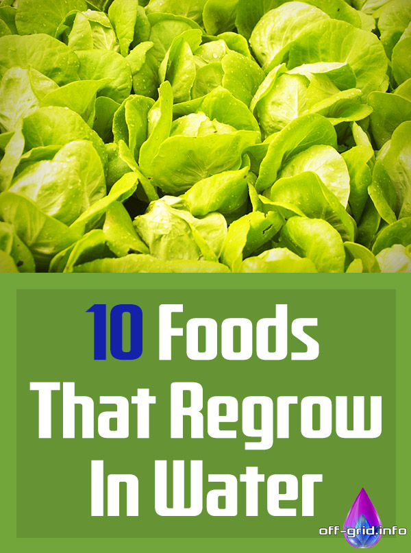 10 Foods That Regrow In Water