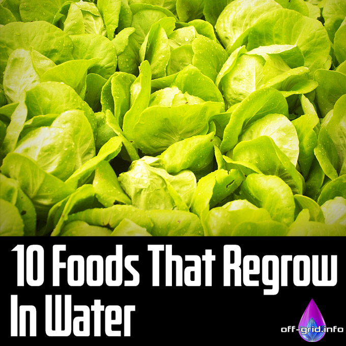 10 Foods That Regrow In Water